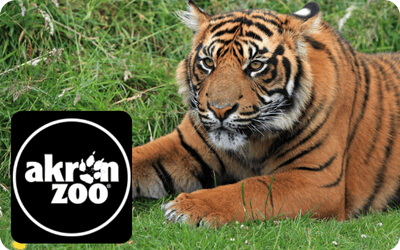 orange tiger laying in the grass Akron Zoo