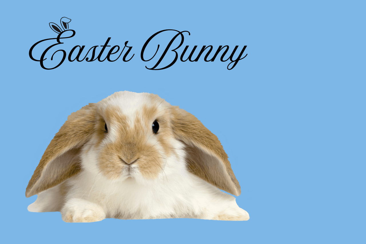 brown white lop eared rabbit easter bunny