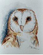 barn owl