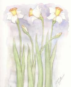 3 daffodils 2 buds green leaves
