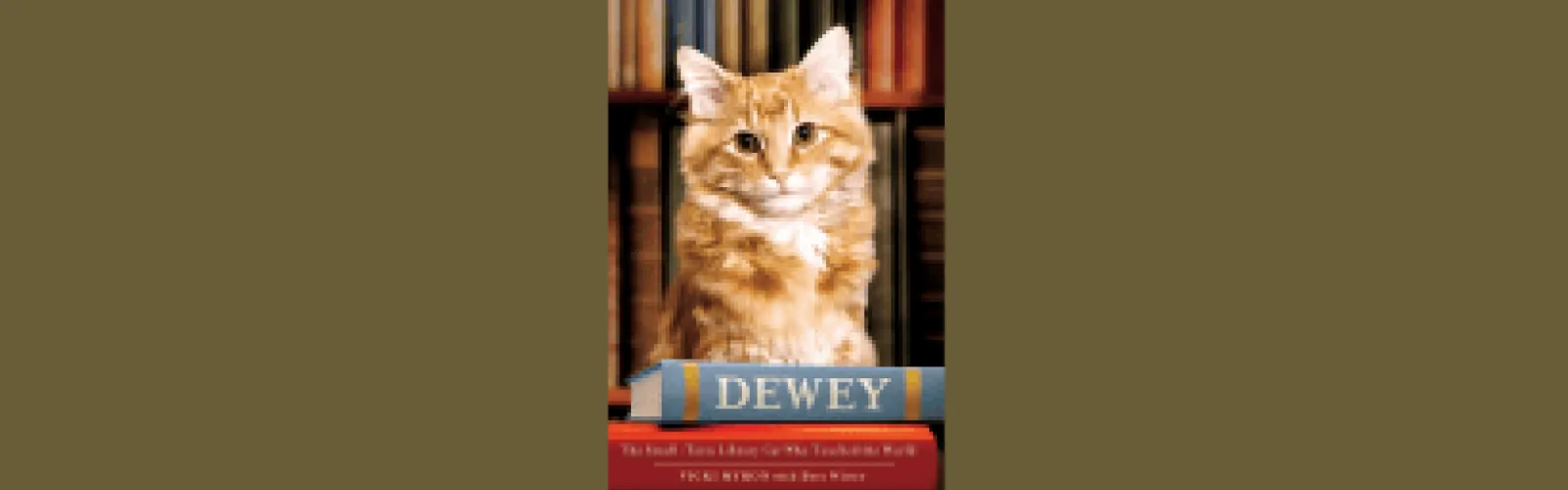 orange tabby cat standing on books Dewey the small town library cat who touched the world