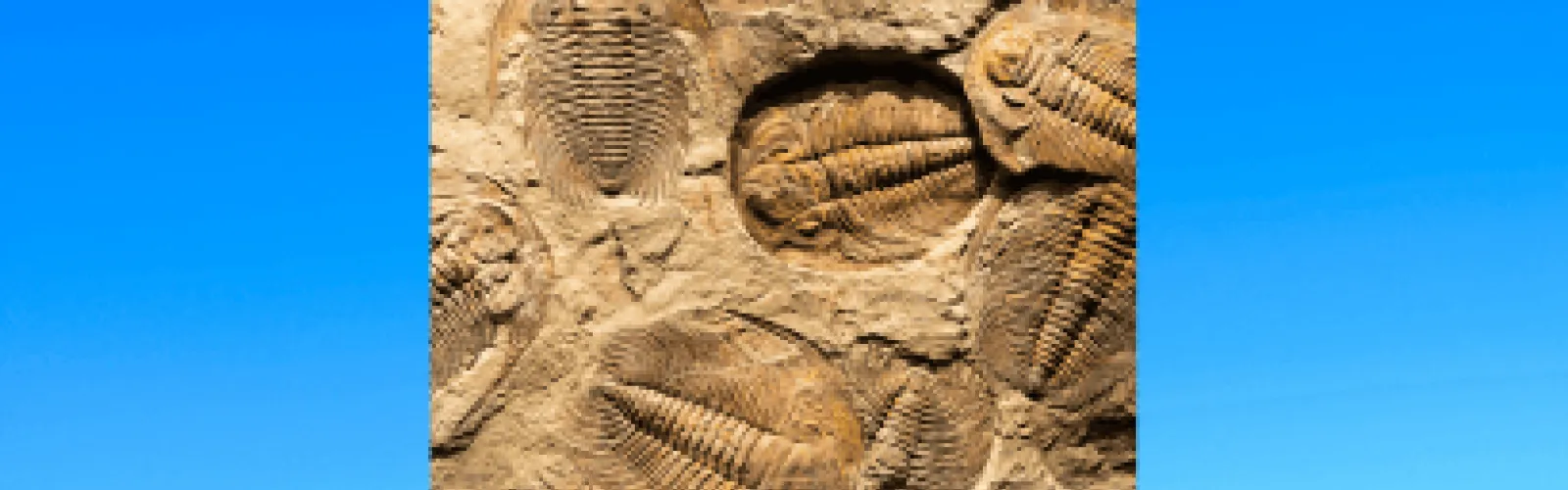 Fossils in sandstone