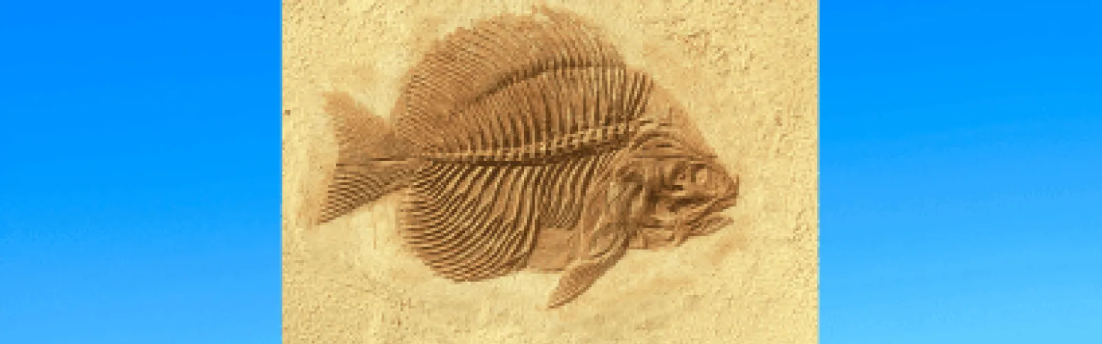 fish fossil