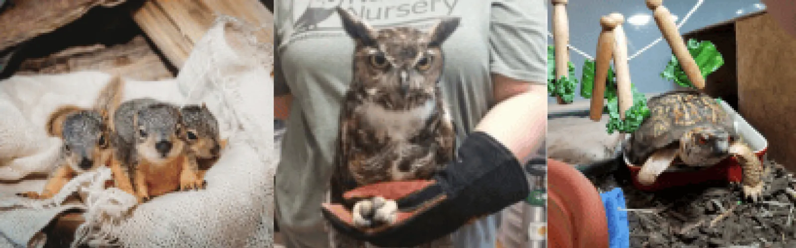 3 baby squirrels person holding an owl turtle in an aquarium