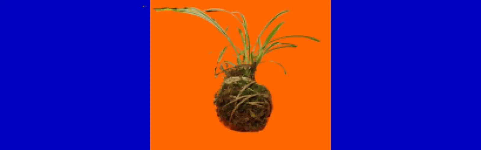 plant in kokedama 